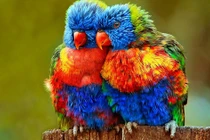 Tháng 11 Âm lịch, 4 con giáp tràn đầy cơ hội và hy vọng