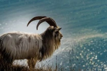 Đúng 4 tuần nữa, 3 con giáp này có đột phá trong tài lộc