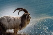 Đúng 4 tuần nữa, 3 con giáp này có đột phá trong tài lộc