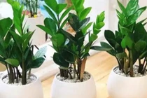 3 loại cây nghe tên là thấy "mùi tiền", trồng là có người mua