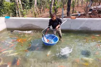 Nuôi cá quý tộc, chàng trai thu nhập cả tỉ đồng mỗi năm