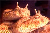 Những loài rắn có bề ngoài kỳ quái nhưng cực độc 