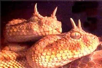 Những loài rắn có bề ngoài kỳ quái nhưng cực độc 