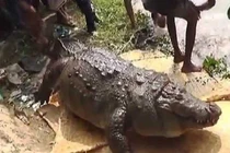 Ngoại hình của hội thú cưng khi trót ăn nhầm 'ngải heo'