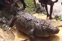 Ngoại hình của hội thú cưng khi trót ăn nhầm 'ngải heo'