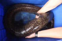 Loài cá đặc sản "linh dược" của đàn ông, người nước ngoài săn lùng