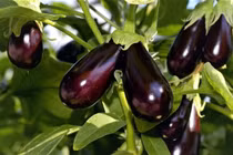 5 loại thực phẩm rẻ và tốt cho sức khỏe có thể thay thế thịt