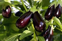 5 loại thực phẩm rẻ và tốt cho sức khỏe có thể thay thế thịt