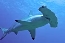 Cá mập đầu búa có cái “búa” trên đầu để làm gì?