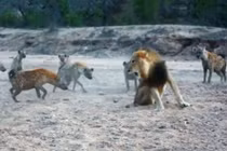 Video: Tranh giành thức ăn, sư tử đực đối đầu 20 con linh cẩu