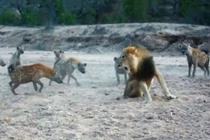 Video: Tranh giành thức ăn, sư tử đực đối đầu 20 con linh cẩu