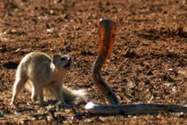 Video: Rắn hổ mang mổ chết "sát thủ" sóc đất và cầy mangut 