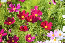 Tuần cuối tháng 5/2022, 3 con giáp phúc lộc lên cao, giàu khó ai bì 