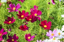 Tuần cuối tháng 5/2022, 3 con giáp phúc lộc lên cao, giàu khó ai bì 