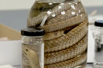 Bảo tàng xác ướp động vật kỳ dị ở Mỹ