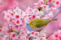 Năm Giáp Thìn 2024, 3 con giáp xoay chuyển vận mệnh, tiền của đầy nhà