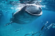 Loài cá mập lớn nhất thế giới hóa ra không phải chỉ biết ăn thịt?