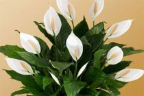 Trồng loại cây phong thủy này, gia chủ sẽ phát tài nhanh chóng