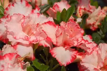 Tuần mới từ 7/11, 3 con giáp gặp nhân duyên tốt, tài lộc bội thu 