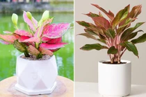 Người mệnh Hỏa trồng ngay cây phong thủy này để hút may mắn 