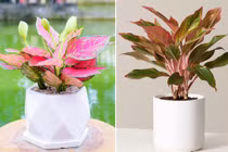 Người mệnh Hỏa trồng ngay cây phong thủy này để hút may mắn 
