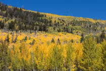 Những loài sinh vật lớn nhất thế giới không phải động vật