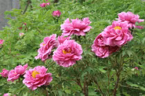 Những người sinh vào 7 ngày này khó thoát khỏi kiếp giàu sang 