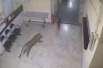 Video: Báo đốm lao vào phòng khám tư bắt chó 