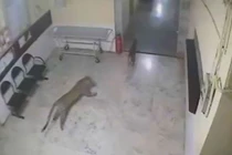 Video: Báo đốm lao vào phòng khám tư bắt chó 