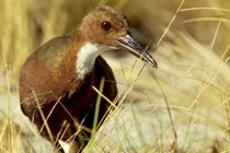 Loài chim trở về từ cõi chết nhờ tiến hóa hai lần