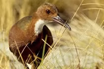 Loài chim trở về từ cõi chết nhờ tiến hóa hai lần