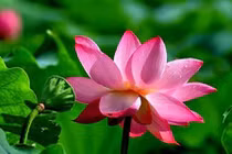 Phụ nữ sinh tháng mấy âm lịch thì may mắn vượng phu ích tử?