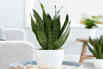 Nếu nhà bạn thiếu ánh nắng, hãy trồng 7 loại cây phong thủy này