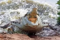 Kinh hoàng du khách bị cá sấu cắn thẳng vào đầu khi đang lặn