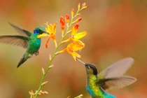 Ai sinh ngày Âm lịch này đón cầu vồng sau mưa