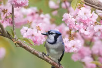 Sinh tháng Âm lịch này đón năm Quý Mão tốt lành, quý nhân phù trợ