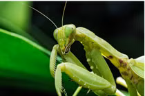 Bọ ngựa đực luôn bị con cái ăn thịt sau khi giao phối 