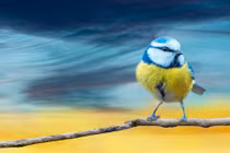 Người có sinh nhật vào tháng Âm lịch này có mệnh thành đạt