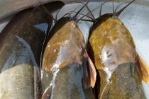 Nuôi cá trê vàng trên ruộng lúa, nông dân lời gấp 3 lần