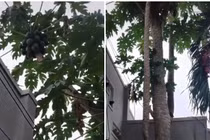 Cây đu đủ bị gãy bỗng đâm thêm 2 nhánh... sống lại kỳ lạ suốt 20 năm