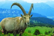 Bồ Tát che chở: 3 con giáp tháng 11 có tiền, tháng 12 giàu sụ