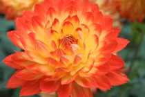 3 con giáp phất lên không ngừng trong 10 ngày đầu tháng 4/2022