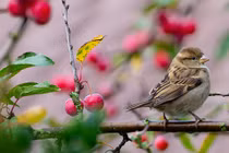 5 con giáp thăng hoa nhất tháng 3 Âm, xòe tay là hứng được tiền 