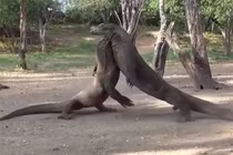 Video: Màn đại chiến khốc liệt của rồng Komodo