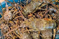 Cá hồi, tôm hùm ồ ạt giảm giá, mâm cỗ đặc sản ngày nghỉ lễ