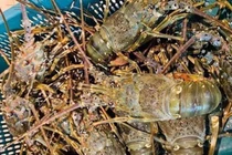 Cá hồi, tôm hùm ồ ạt giảm giá, mâm cỗ đặc sản ngày nghỉ lễ