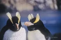 Giải mã thói quen sinh sản kỳ lạ của chim cánh cụt mào dựng 