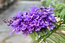 Những khung trời tím bâng khuâng ở Đà Lạt