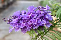 Những khung trời tím bâng khuâng ở Đà Lạt