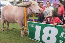 Anh nông dân bán con trâu màu hiếm thu về gần 12,5 tỷ 